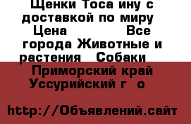 Щенки Тоса-ину с доставкой по миру › Цена ­ 68 000 - Все города Животные и растения » Собаки   . Приморский край,Уссурийский г. о. 